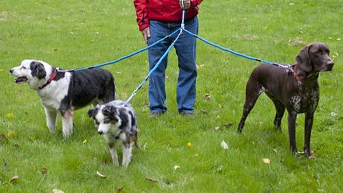 Denunciado por alquilar perros para sacarlos a pasear y burlar el estado de alarma