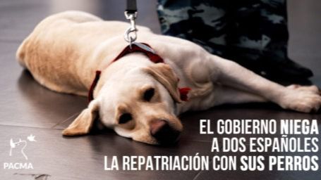 Niegan la repatriación de un matrimonio español si no deja abandonados a sus perros en Panamá