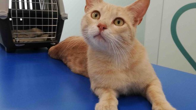 Los veterinarios insisten: no se ha probado que las mascotas transmitan la Covid-19 a humanos