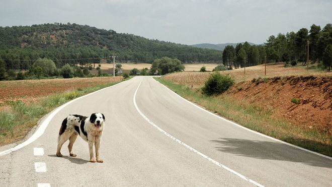 El abandono de mascotas crece un 25 por ciento tras el confinamiento