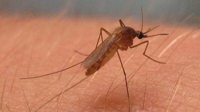 Un experto cree que la Fiebre del Nilo podría extenderse por toda España
