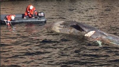 Operación de rescate para salvar 70 ballenas varadas en el sur de Australia