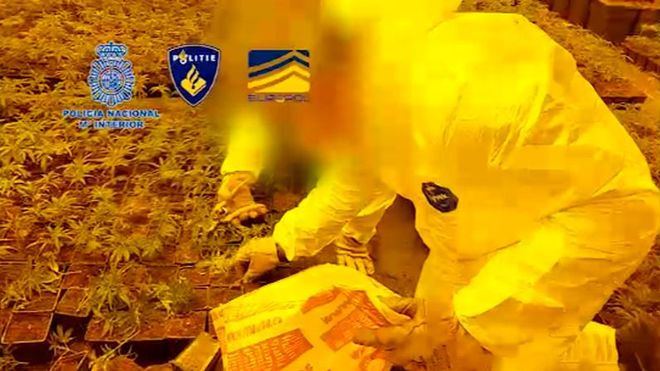 Cae un grupo de tráfico de marihuana que defraudó 1,5 millones enganchándose a la red eléctrica