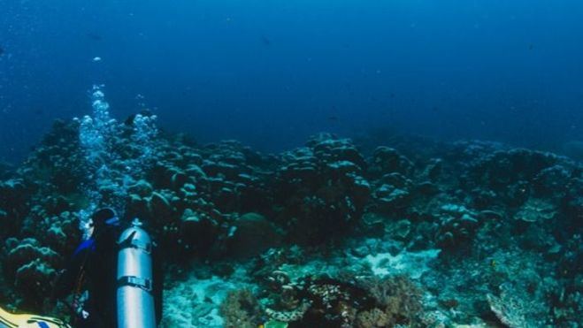 Una especie marina de Ibiza, clave en la investigación del antiviral español contra la Covid