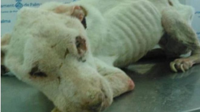 El anteproyecto de Ley de Enjuiciamiento Criminal elimina la acusación popular en los delitos de maltrato animal