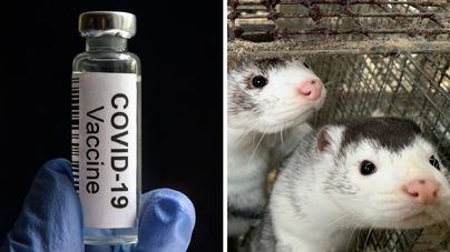 Rusia registra la primera vacuna anticovid para animales