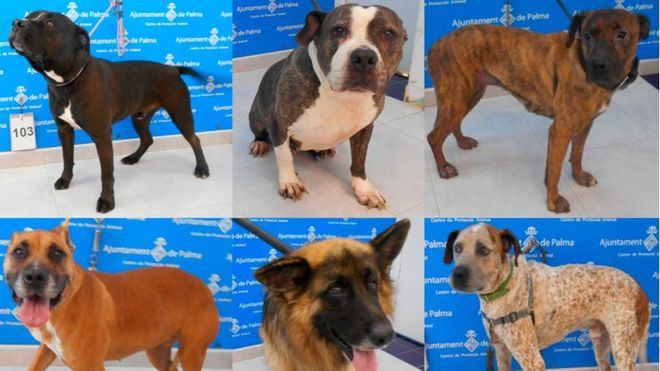 Desaparecen las listas de perros 'peligrosos' y suben las penas por maltrato animal