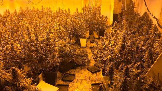 Podemos anuncia una ley para despenalizar el uso del cannabis en adultos