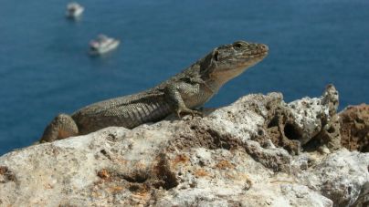 En marcha el plan de recuperación del Lagarto Gigante de Tenerife