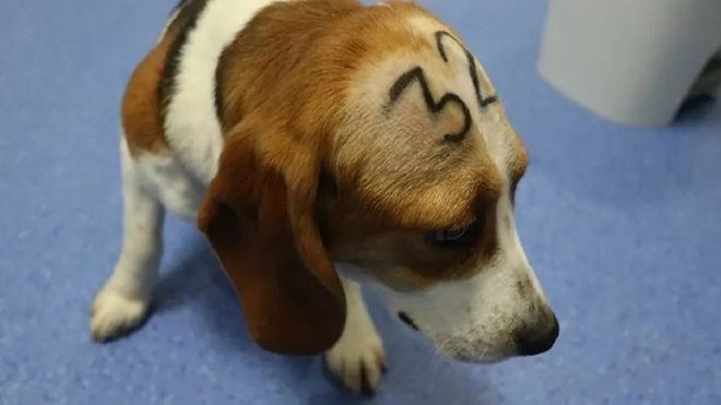 La Universidad de Barcelona admite sus experimentos con cachorros de perro y no niega que vayan a ser sacrificados