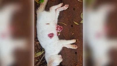 La muerte de un animal por maltrato será penado con dos años de cárcel