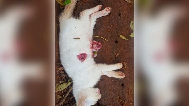 La muerte de un animal por maltrato será penado con dos años de cárcel