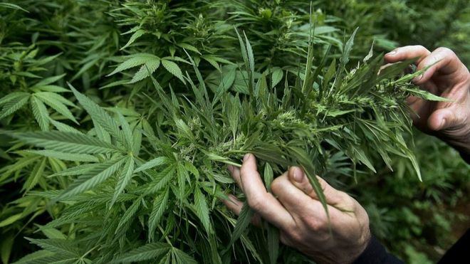 El Congreso avala el uso medicinal del cannabis que podrán vender las farmacias