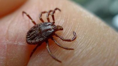 Alertan del peligro que implica el incremento de la población de garrapatas