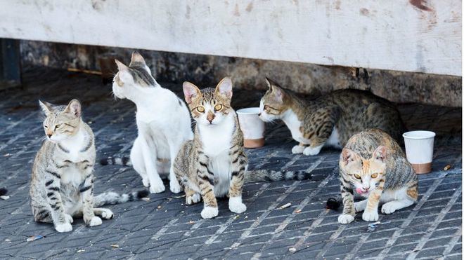 Expertos advierten de deficiencias en el proyecto de ley de protección animal