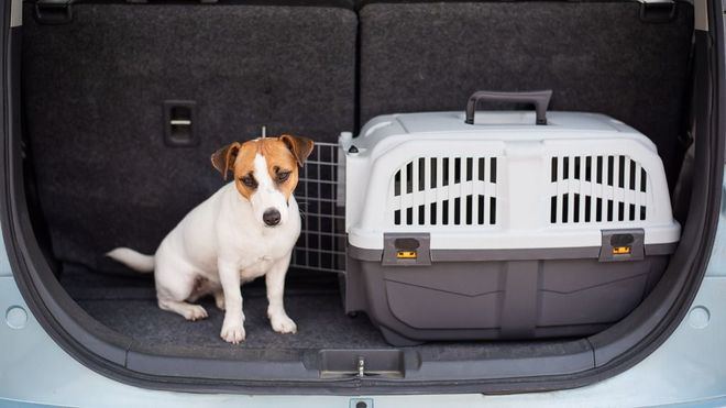 Mascotas en el coche: uno de cada cinco conductores se expone a multas de 500 euros