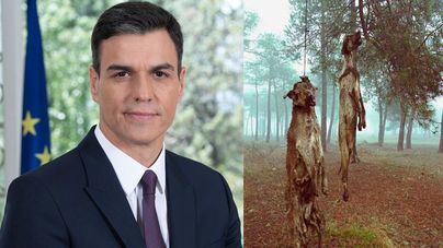 Pedro Sánchez y los galgos ahorcados