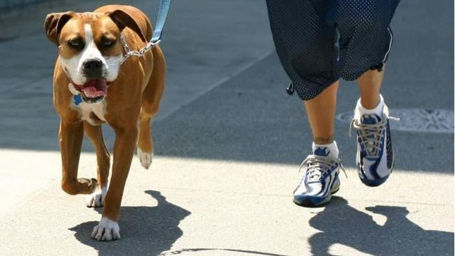 Las nuevas obligaciones de quien quiera tener perro: un cursillo y seguro