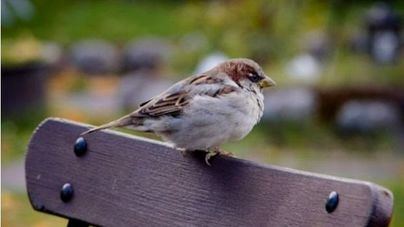Las aves de entornos urbanos son "más atrevidas" que las de entornos rurales