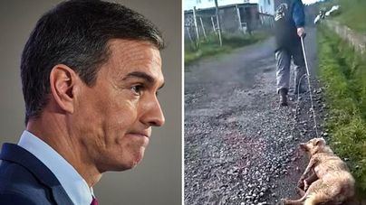 Perros: "seres sintientes" (excepto si son de caza)
