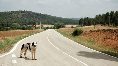 Temor a que el seguro obligatorio de perros aumente el abandono de mascotas