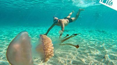 Unos turistas se topan con una medusa de 40 kilos y se bañan con ella