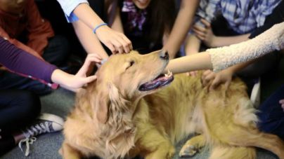 El Parlamento aprueba incluir la empatía hacia los animales entre los contenidos educativos