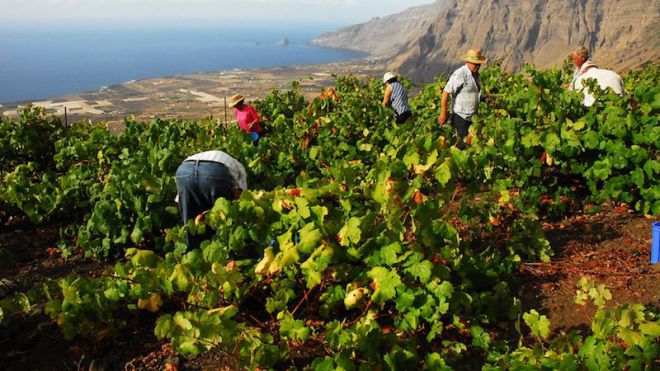 El Hierro referente de biodiversidad para la vid