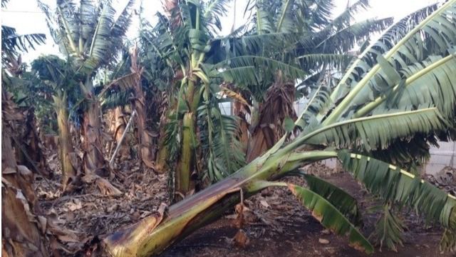 Canarias registra la producción de plátano más baja de la última década