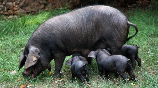 Nuevas patologías y reaparición de otras: el reto al que se enfrentan los ganaderos