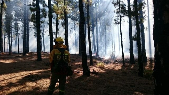 Detrás de la mayoría de los incendios investigados está la mano del hombre