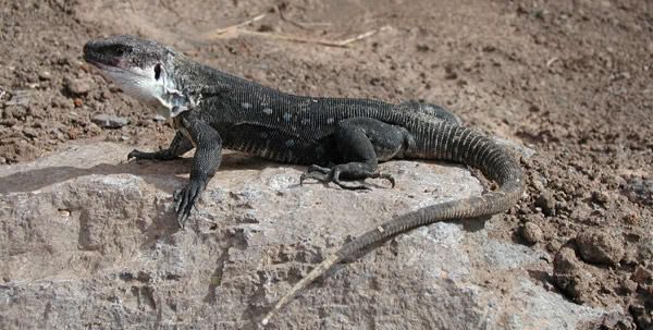 El lagarto gigante, cuestión de supervivencia