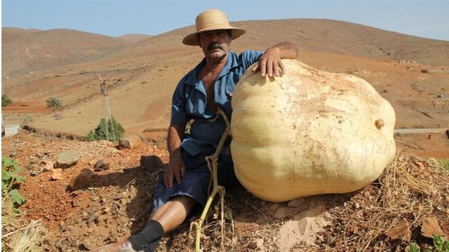 Crece en Agua de Bueyes una calabaza gigante de 117,5 kilos