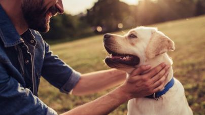 Día Mundial de los Animales: 6 accidentes comunes con perros
