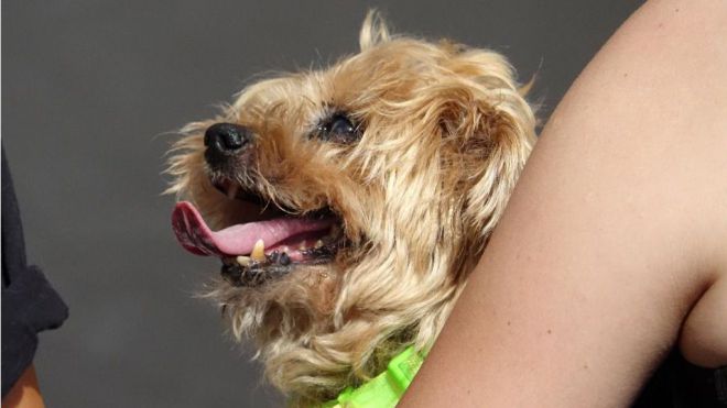 Las mascotas celebran su fiesta por noveno año en el Día de los Animales de Santa Cruz