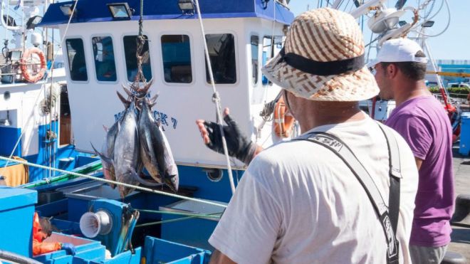 Los pescadores canarios podrán capturar atún blanco a partir de este jueves