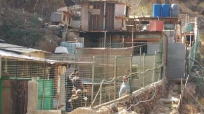 El Consistorio abre 16 actas en asentamientos que albergan animales en los barrancos