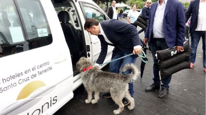Los taxistas de Santa Cruz podrán transportar animales domésticos en sus vehículos