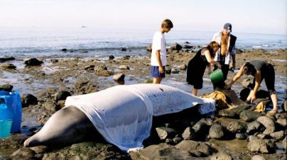CC Fuerteventura rechaza la “normalización” de ejercicios bélicos