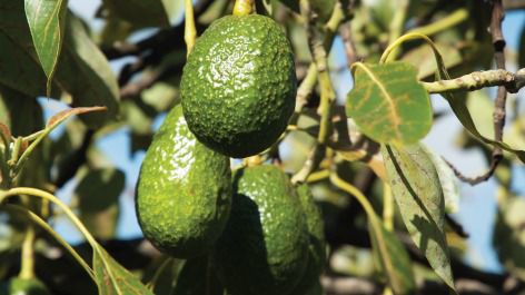 El Cabildo incentiva el cultivo de aguacates para la recuperación agrícola de las medianías de La Gomera