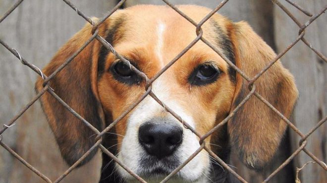 El Parlamento aprueba el Plan de Podemos contra el abandono y el maltrato animal