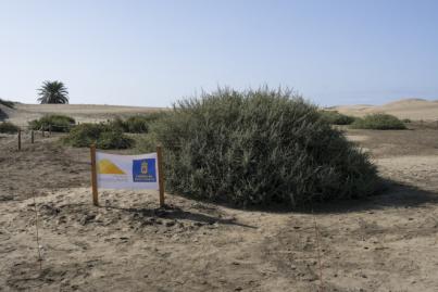 Revitalizan las dunas de Maspalomas con la aportación de 60.000 metros cúbicos de arena y la plantación de 583 balancones