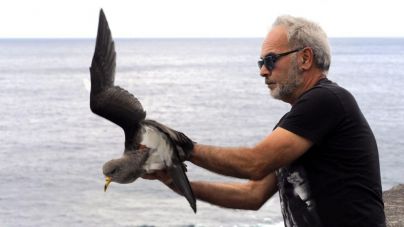 Finaliza la campaña de atención a la pardela cenicienta con un total de 397 aves recuperadas