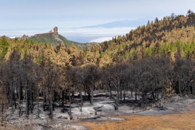 El Cabildo incrementará las quemas prescritas en los montes de Gran Canaria