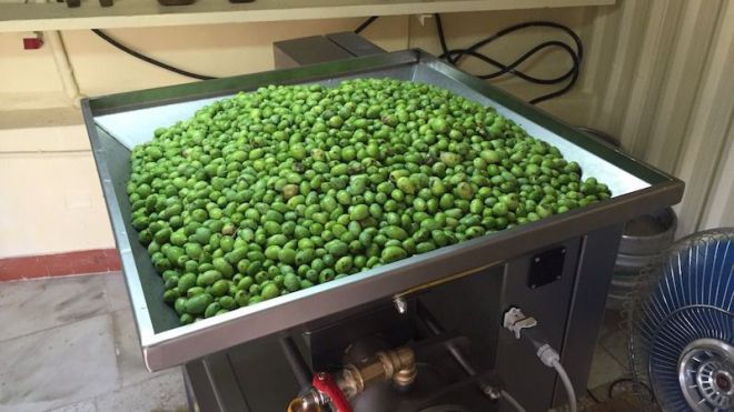 Convocado el Concurso de Aceite de Oliva Virgen Extra Agrocanarias 2019