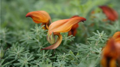 Se consigue la regeneración natural de ejemplares de dos especies botánicas endémicas amenazadas