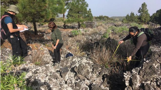 Medio Ambiente retiró el pasado año unas 88 toneladas de flora exótica