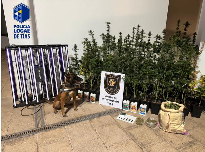 La Policía Local de Tías desmantela un local de cultivo de marihuana