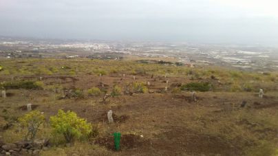 Telde y el Cabildo reforestan el antiguo vertedero de Lomo Calasio