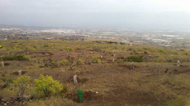 Telde y el Cabildo reforestan el antiguo vertedero de Lomo Calasio